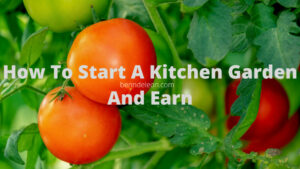 How to start a garden and earn money from it